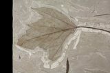 Fossil Sycamore (Platanus) & Poplar (Populus) Leaf Plate - Utah #174941-3